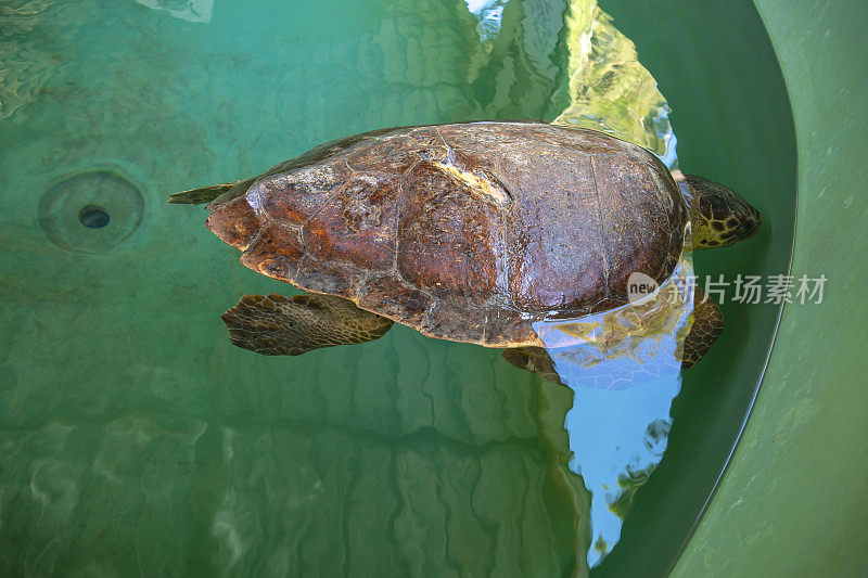 受伤的乌龟正在游泳池里接受治疗。Caretta Caretta